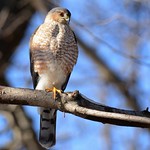 Sharp-shinned Hawk