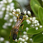 Large Ichneumon wasp Amblyteles sp. #1