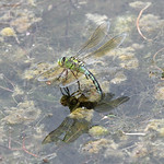 Ovipositing Empress!