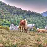 * Umbria : mucche libere insieme ai cavalli * free cows together with horses *