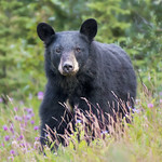 Hey there, Mr. Black Bear!