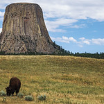 bison at devil's tower