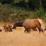 Roosevelt Elk
