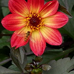 Visiting an old flame