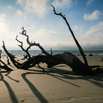 Driftwood Beach