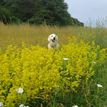 Lady's Bedstraw (Galium verum) and of course DITTE!