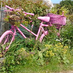 The Pink bike