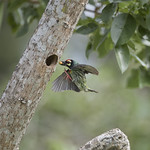 Coppersmith Barbet