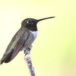 Black-chinned hummingbird