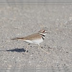 >>> Killdeer In Transit <<<