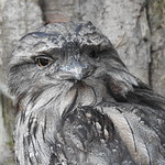 Tawny Frogmouth