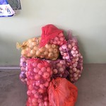 Hundreds gain new skills in onion, sheep and honey production in Belize