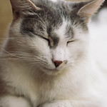 20170712 Le Cafe Des Chats 2