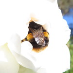 And finally ... Pt.3. The best Bumble Bum! *