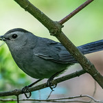 The early bird gets the...uh...whatever that is