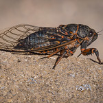 Cicada