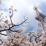 剛與柔的懈逅 Blossoms around the base station