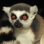 Ring-tailed lemur