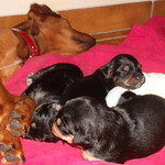 15 jours bebe chiots 020