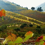 Douro Valley, Portugal - Douro vinhateiro
