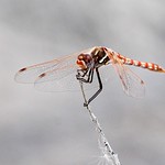 Variegated meadowhawk