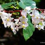 Begonia, Dragon Wing Flower, Boqueron, El Salvador