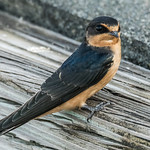 Swallow