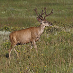 Mule Deer Buck In Velvet