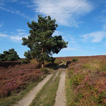 Dersingham Bog 27/8/17