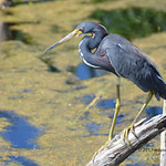 Tricolored Heron with great legs on tree trunk