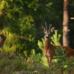 Roe Deer buck