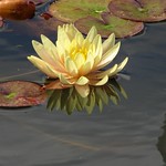 RHS Wisley - Sept 2011 (69)