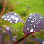 Brilliants on the Leaves (05)