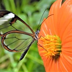 Glasswing Butterfly