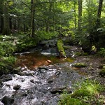 FOREST STREAM