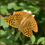Silver-washed Fritillary (image 2 of 2)