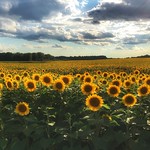 Field of Sunflowers