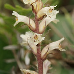 Orobanche hederae (Ivy Broomrape)