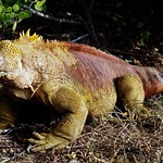Galapagos Land Iguana (Conolophus subcristatus)