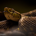 Fer-de-lance (Bothrops atrox)