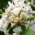 Female Crab spider (Misumena vatia)