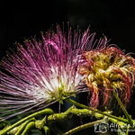 Flor de la Acacia de Constantinopla o &Aacute;rbol de la seda