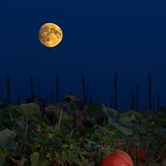Pumpkin Patch and Moon 3739 D