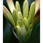 Clivia
