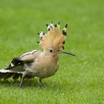 Hoopoe