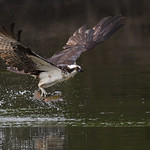 To catch a fish by its tail