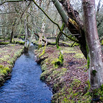 Forest stream