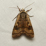 Noctua pronuba (Large Yellow Underwing Moth) - Hodges # 11003.1