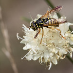 Spilomyia saltuum / Pseudoscorpionida