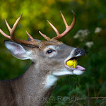 "chompchompyouguys...chomp...trythesechomp!?"